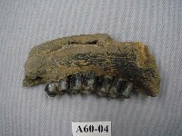 藏品(鹿下顎)的圖片